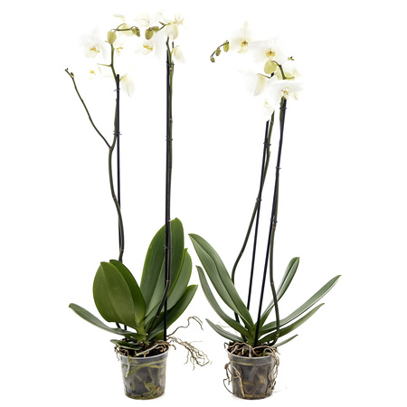 Phalaenopsis White II-p h90cm
