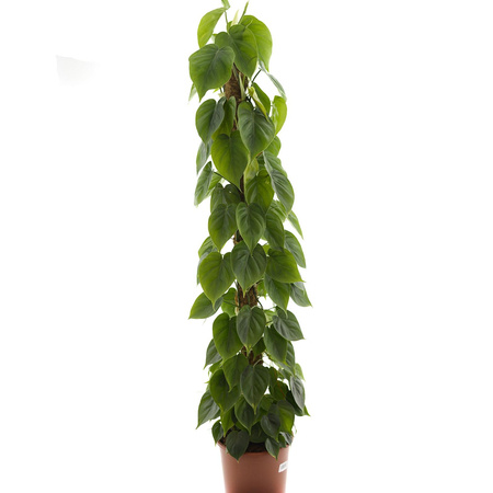 Philodendron Scandens d27