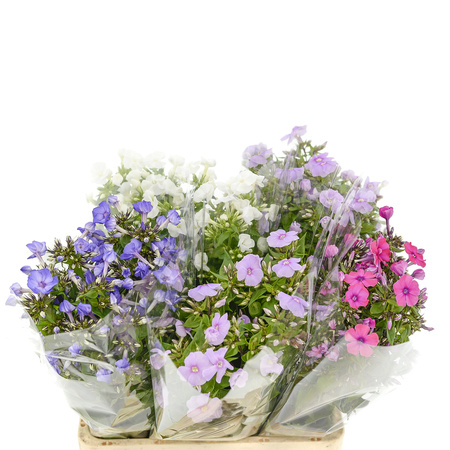 Phlox Bright Eyes Light Pink 50cm x10 x60