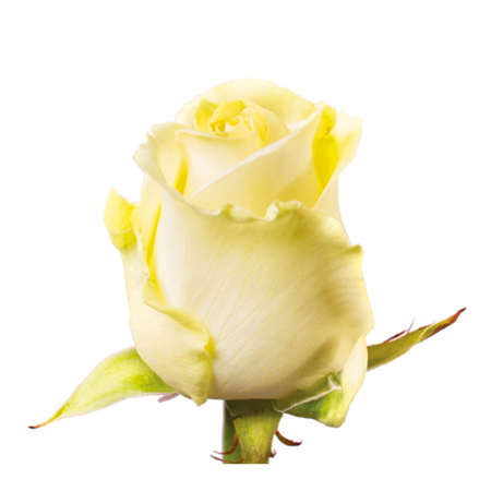 Róża Annabel Na Wjątkową Okazję 60cm