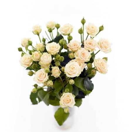 Róża BELARUS - SPRAY 35cm