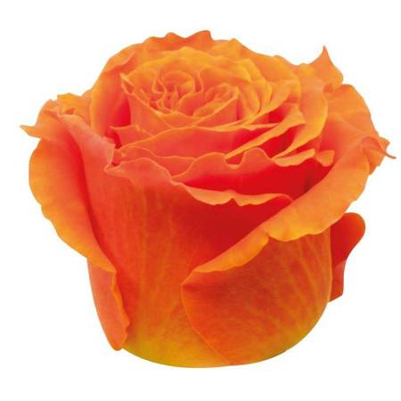 Róża Belinda Na Wjątkową Okazję 50cm
