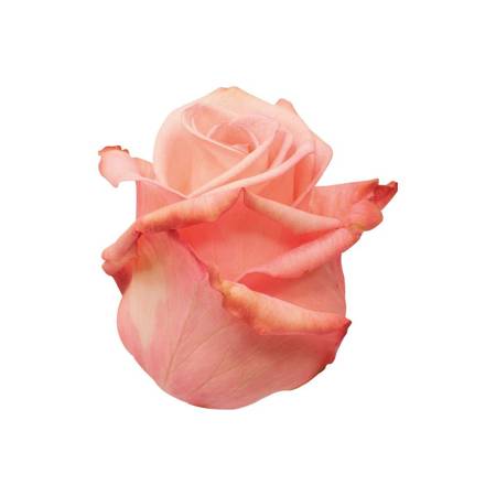 Róża CASANOVA Na Wyjątkowa Okazję