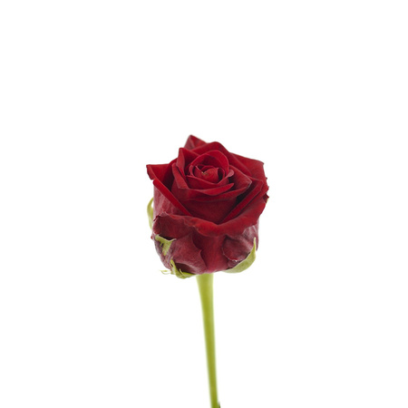Róża CON AMORE EXTRA 50cm