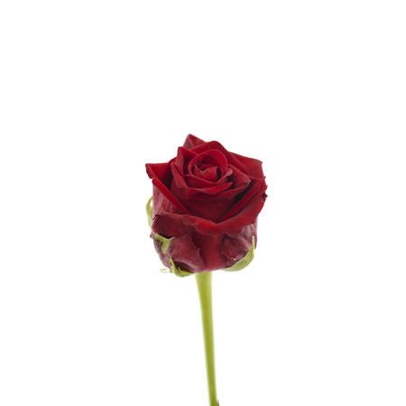 Róża CON AMORE Na Wjątkową Okazję 60cm