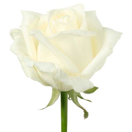 Róża FORMULA ONE 40cm