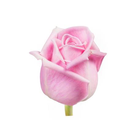 Róża HERA Na Wjątkową Okazję 50cm