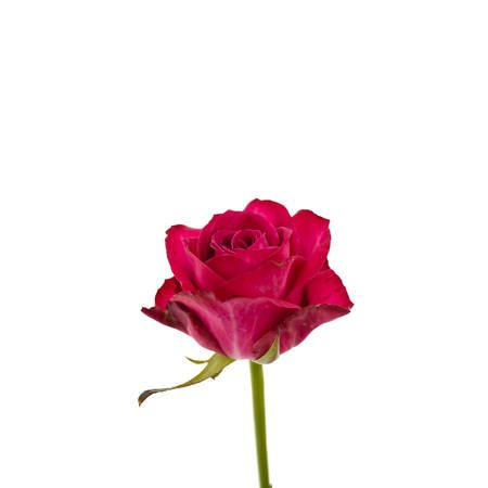 Róża IVY Na Wjątkową Okazję 50cm