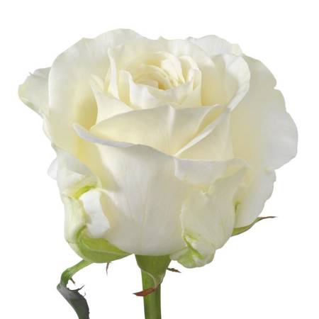 Róża Ivana Na Wjątkową Okazję 50cm
