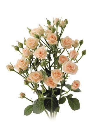 Róża JANA 40cm