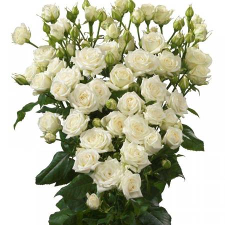 Róża JOSEPHINE Na Wjątkową Okazję -SPRAY 50cm