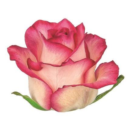 Róża JUMILIA Na Wjątkową Okazję 50cm