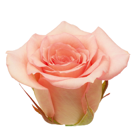 Róża LORENA 60cm