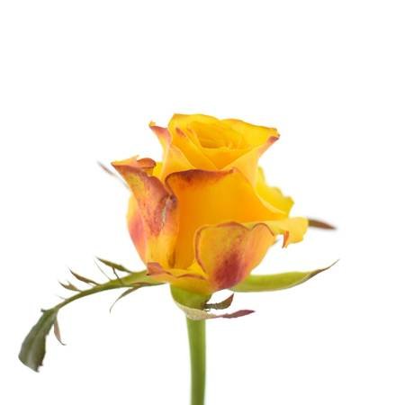 Róża MYLA Na Wjątkową Okazję 50cm