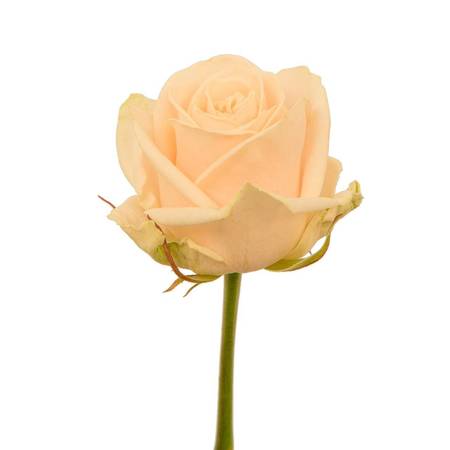 Róża MYLLENA Na Wjątkową Okazję 60cm