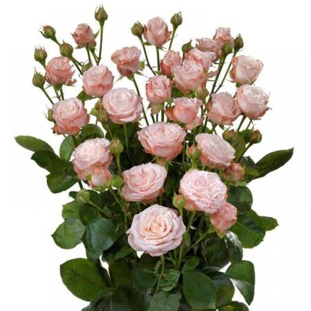 Róża Madam Bombastic - SUPREME 60cm