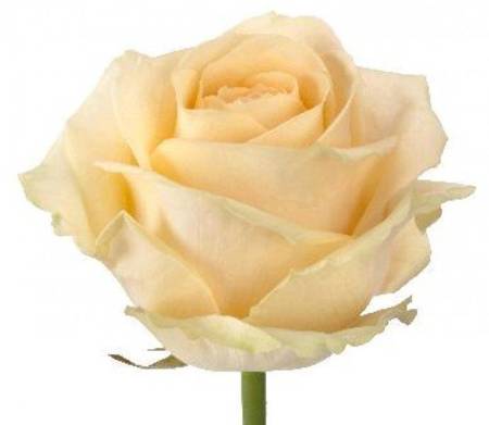 Róża PEACH AVALANCHE 40cm