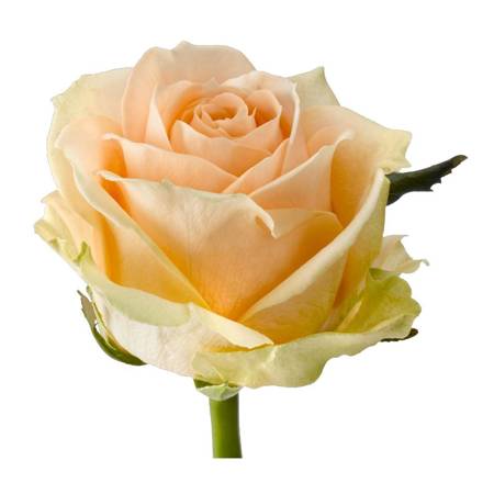 Róża PEARL AVALANCHE 35cm