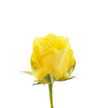 Róża PENNY LANE Na Wjątkową Okazję 60cm
