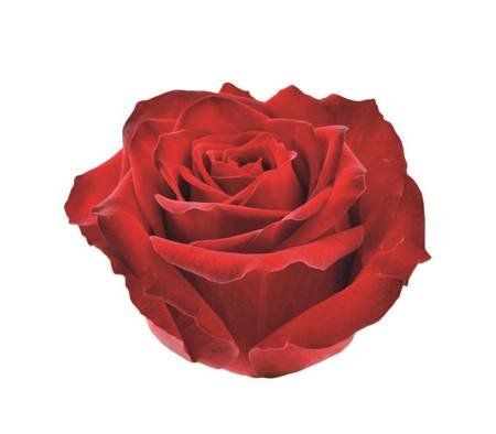 Róża RED KNIGHT 40cm