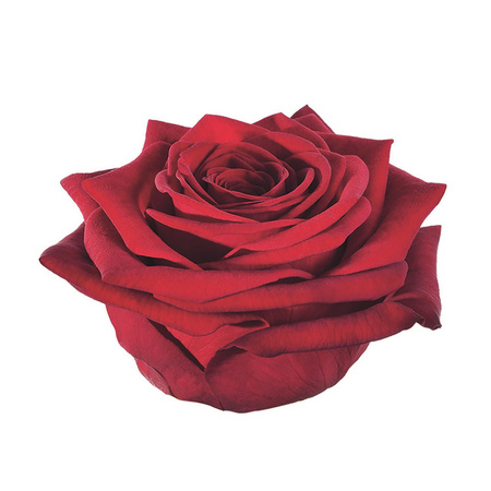 Róża RED NAOMI Super Extra 50cm
