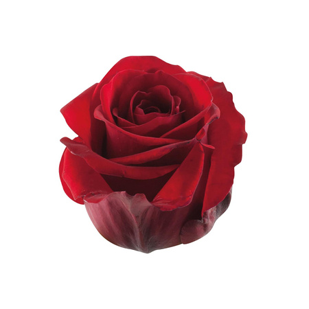 Róża Red Eagle Super Extra 50cm