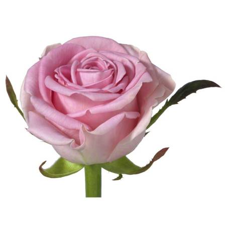 Róża SHANNON 40cm