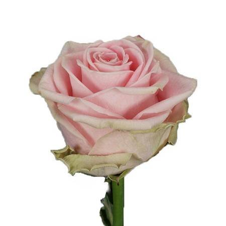 Róża SOPHIA LOREN 40cm