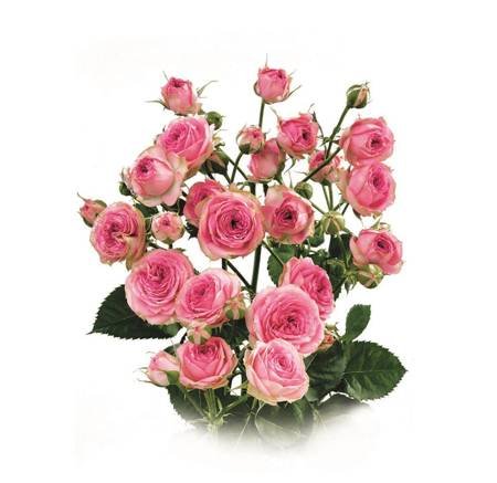 Róża SUPER SENSATION-Na Wjątkową Okazję 50cm