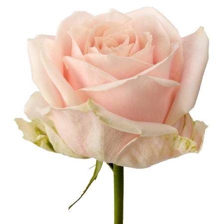 Róża SWEET AVALANCHE 35cm