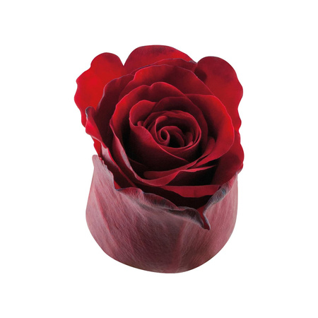 Róża Spectre Extra 50cm