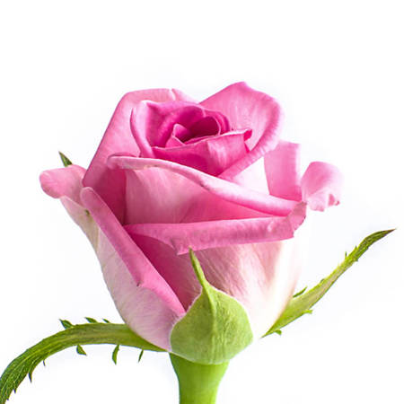 Róża TT A AQUA 60cm