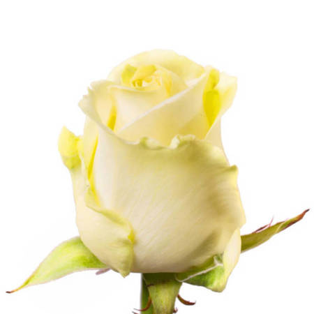 Róża TT AR Anabel 60cm