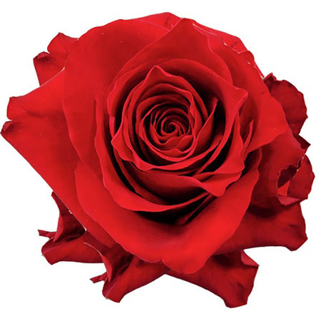Róża TT AR EXPLORER 50cm