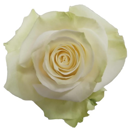 Róża TT AR MONDIAL 50cm