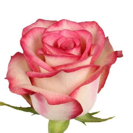 Róża TT AR Paloma 50CM