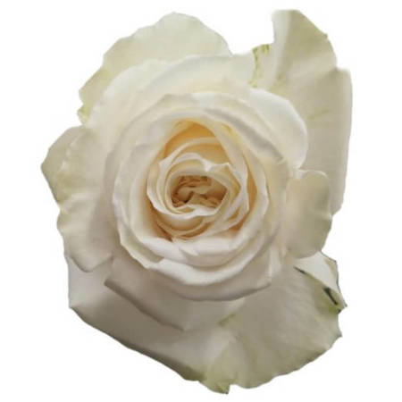 Róża TT AR Playa Blanca 50cm