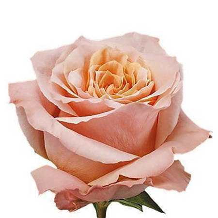 Róża TT AR Shimmer 60cm