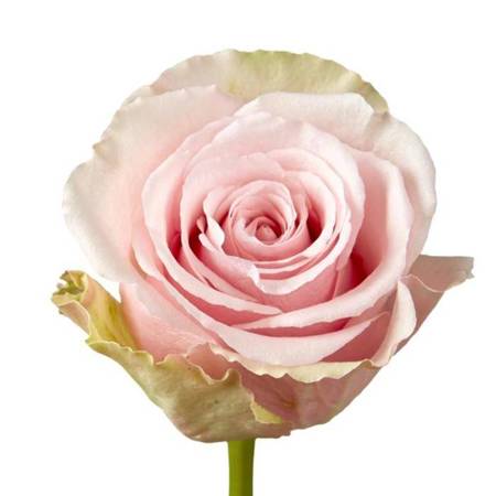 Róża TT Aerobic 50cm