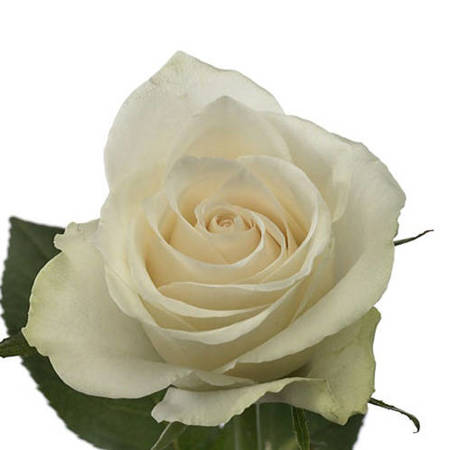 Róża TT Athena 40cm