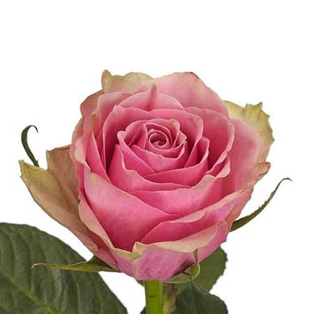 Róża TT Athena Royale 40cm