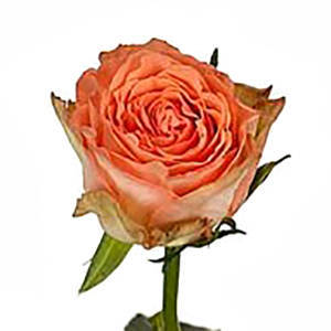 Róża TT Barbarella 40CM