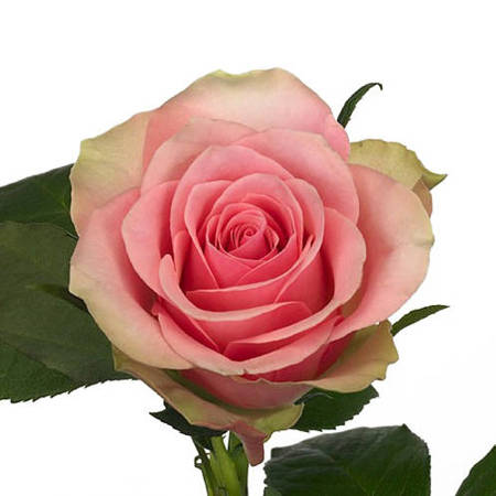 Róża TT Belle Rose 40cm