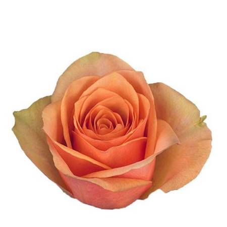Róża TT Caracal 50cm