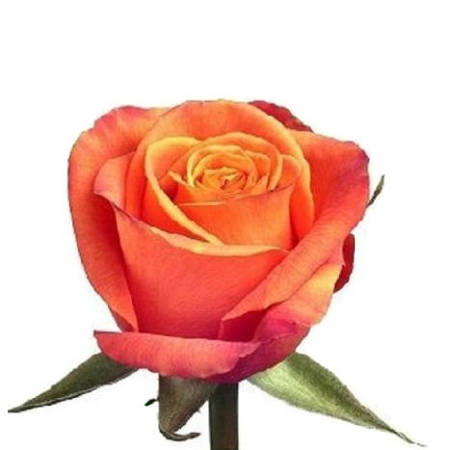 Róża TT Confidential 40cm
