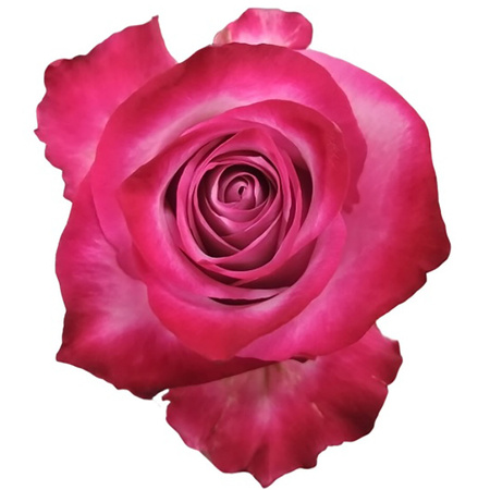 Róża TT Deep Purple 50cm