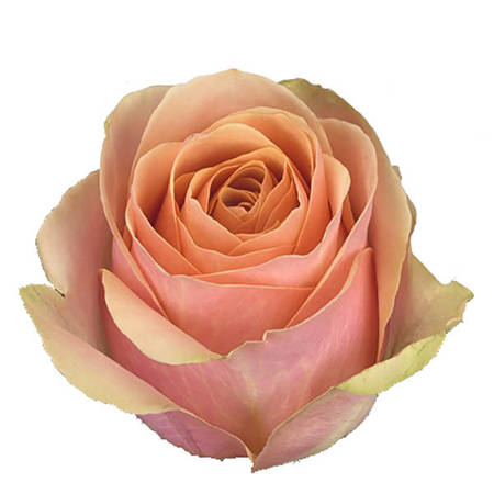 Róża TT Dividend 60cm
