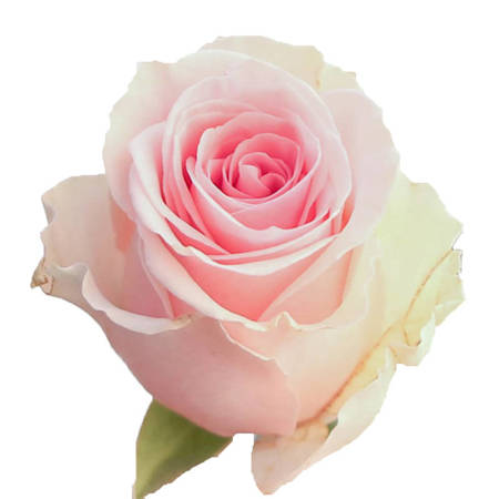 Róża TT Duchesse 50cm