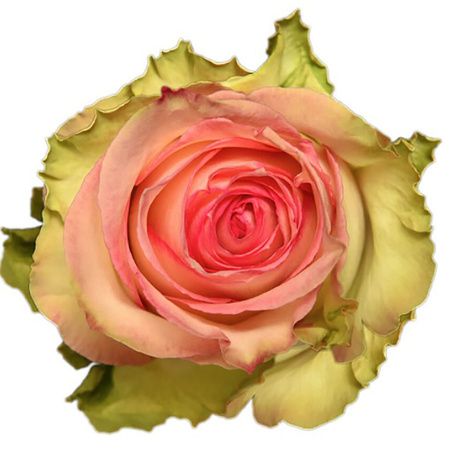 Róża TT ESPERANCE 50cm