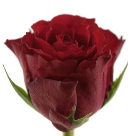 Róża TT EVER RED 50CM GC